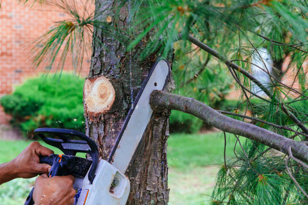 Best Root Management and Removal  in Douglass, KS